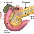 Pancreas Anatomy Diagram