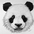 Panda Bear Face Drawing