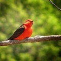 Patagonia Arizona Bird Sanctuary