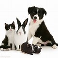 Pets Black and White