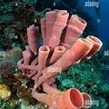Pink Sea Sponge