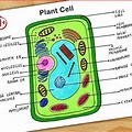 Plant Cell Diagram Easy to Draw