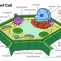 Plant Cell Diagram Grade 6