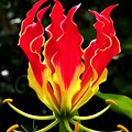 Plants with Fire in the Name