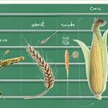 Platitude and Corn