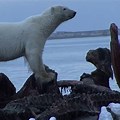 Polar Bear Whale Carcass