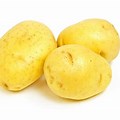Potato Variety Yukon Gold