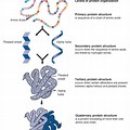 Primary/Secondary Tertiary Protein Structure