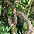 Puerto Rico Fruit Trees