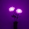 Purple Glow Aesthetic Tumblr