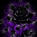 Purple Gothic Rose Wallpaper