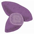 Purple Taro Clip Art