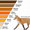 Red Fox Taxonomy
