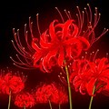 Red and White Flowers Anime