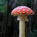 Red and White Fly Agaric Mushroom