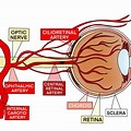 Retinal Artery Anatomy