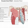 Right Side Chest Anatomy