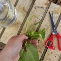Rooting Ivy Cuttings