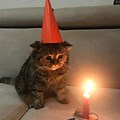 Sad Cat Birthday Cake Meme