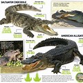 Saltwater Crocodile vs Alligator