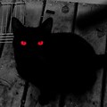 Scary Black Cat PFP