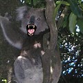 Scary Deadly Animals in Australia