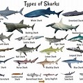 Shark Species in West Coast