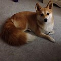 Shiba Inu Fox Terrier Mix