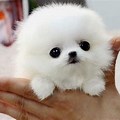 Smallest Animal in the World Real Dog