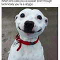 Smiling Puppy Dog Meme