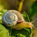 Snail Side View