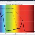Spectrophotometry Graph