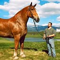 Tallest Horse Alive