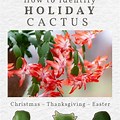 Thanksgiving and Christmas Cactus