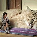 The World Most Biggest Cat