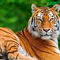 Tiger Wallpaper Free Download