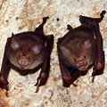 Trident Leaf-Nosed Bat
