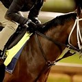 Verifying Derby Race Horse