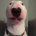 Walter Bull Terrier Dog Meme