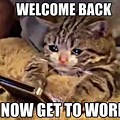 Welcome Back Cat Meme