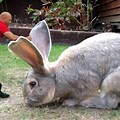 What Is the World's Largest Rabbit