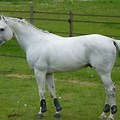 White Anglo Arab Horse