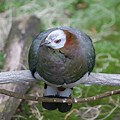 White-bellied Pigeon Eyes