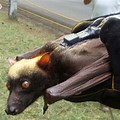 World's Largest Bat Species