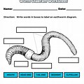 Worm Body Parts Worksheet