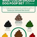Yellow Black Dog Poop