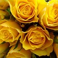 Yellow Rose Wallpaper in White Background