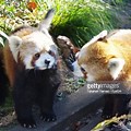 Yokohama Zoo Panda