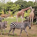 Yokohama Zoo Zoorasia