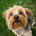 Yorkshire Terrier Small Dog Breeds